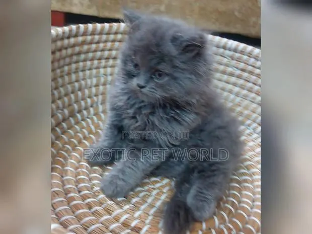 1-3 months Male Purebred Persian