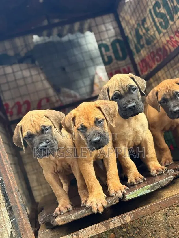 1-3 months Female Purebred Boerboel · Photo 1