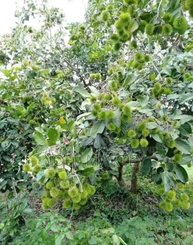 Ranbutan Seedlings · Photo 1