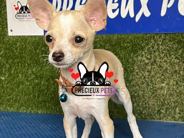 1-3 months Male Purebred Chihuahua · Photo 1