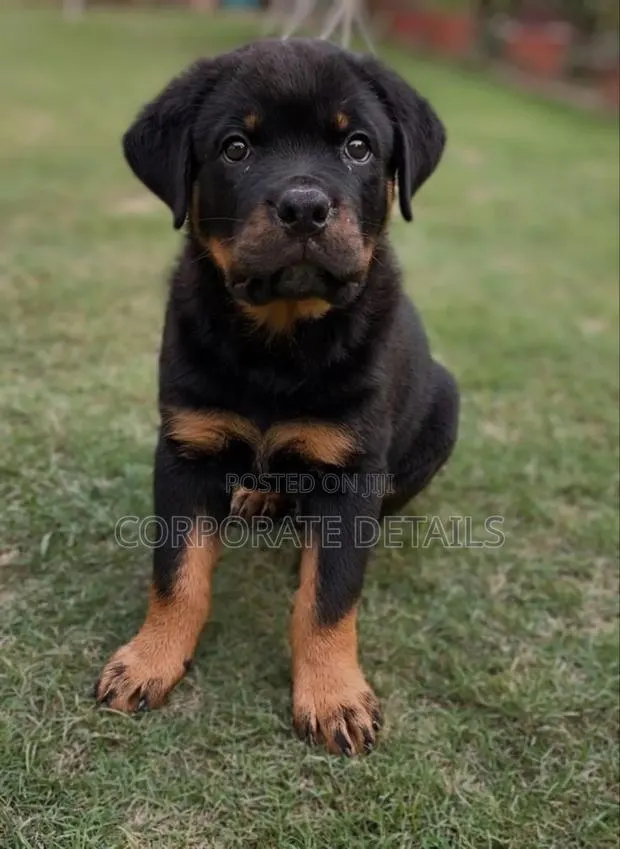 1-3 months Female Purebred Rottweiler · Photo 1