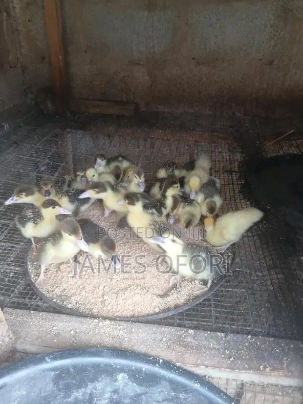 Muscuvy Ducks for Sale · Photo 1