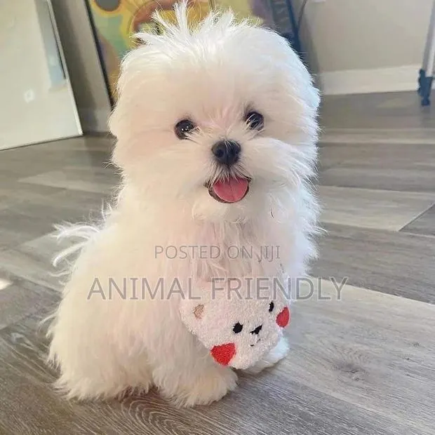1-3 months Male Purebred Maltese · Photo 1