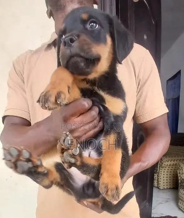 1-3 months Female Purebred Rottweiler · Photo 1
