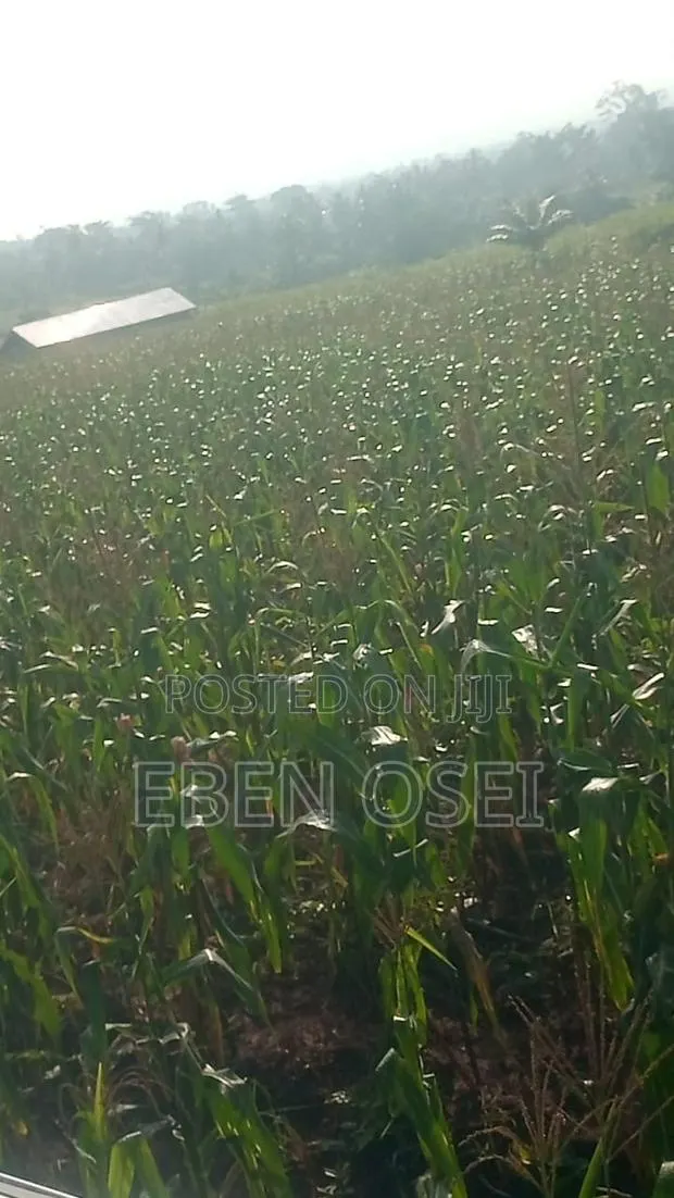 Land for Sale at Adeiso Right Behind Kasapreko Factory · Photo 1