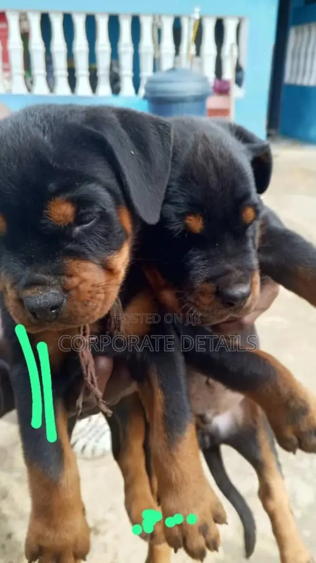 1-3 months Female Purebred Rottweiler · Photo 1