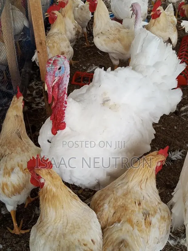 Poultry Birds, Hybrid Turkey, Sheep · Photo 1