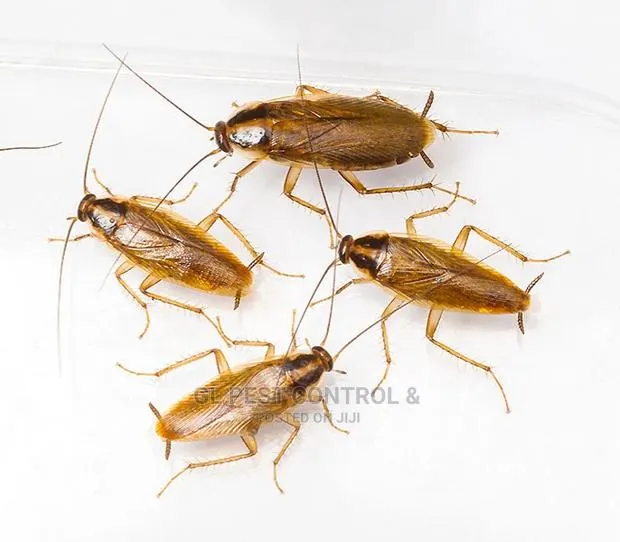 Cockroaches Fumigation Service · Photo 1
