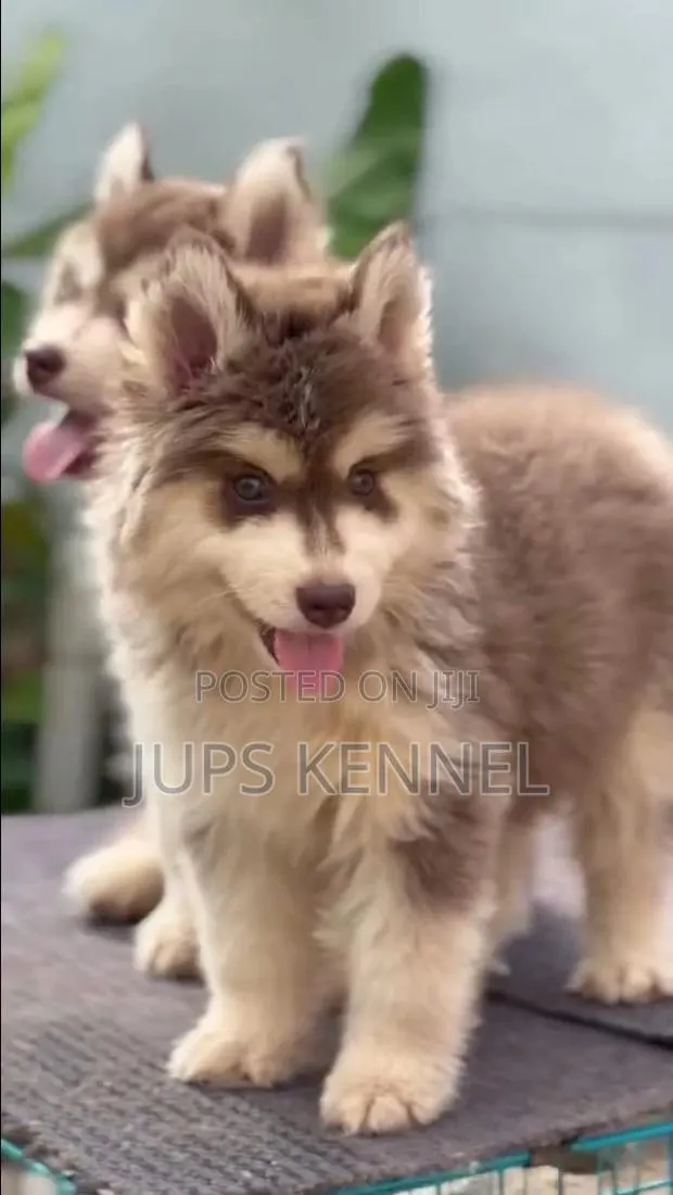 1-3 months Female Purebred Siberian Husky · Photo 1