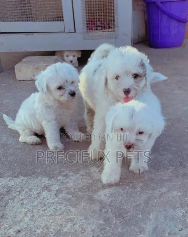 1-3 Months Male Purebred Poodle · Photo 1