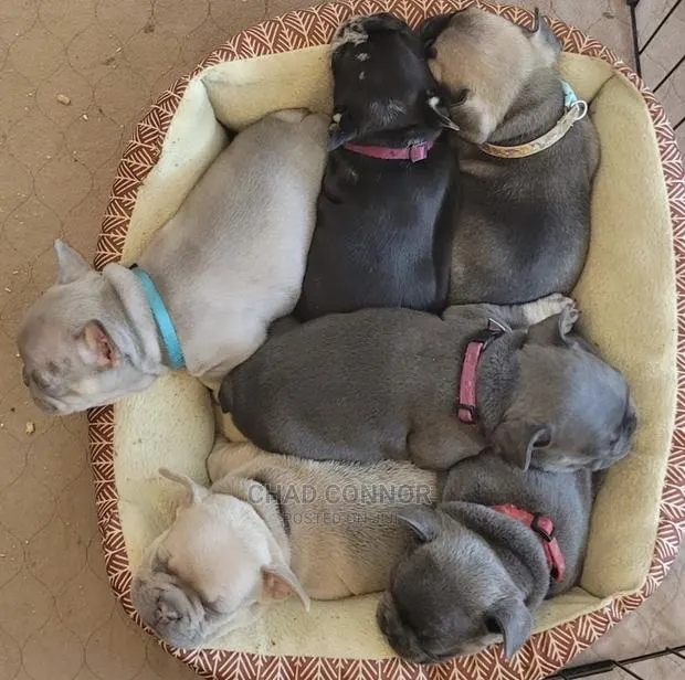 1-3 months Male Purebred French Bulldog · Photo 1
