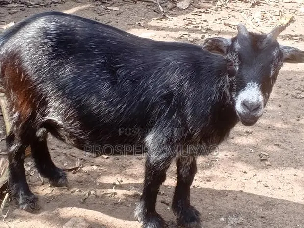 Farm Animal · Photo 1