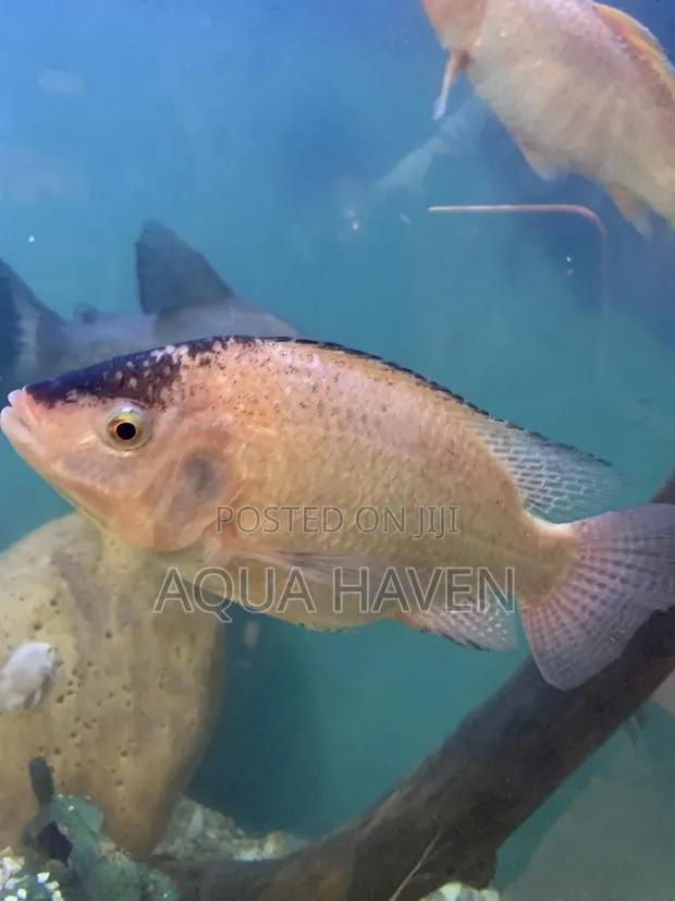 Cichlids Fish · Photo 3
