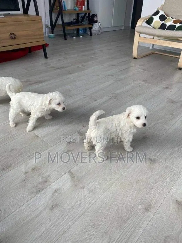 1-3 months Female Purebred Maltese · Photo 1