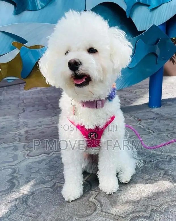 1-3 months Female Purebred Poodle · Photo 1