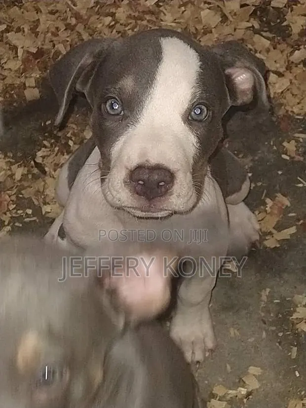 1-3 months Female Purebred American Pit Bull Terrier · Photo 1