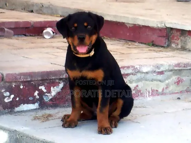 1+ year Male Purebred Rottweiler · Photo 1
