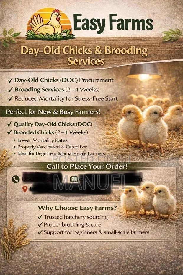 Brooding of Chicks, Day Old Chicks Sales, Poultry Eggs Sales · Photo 1