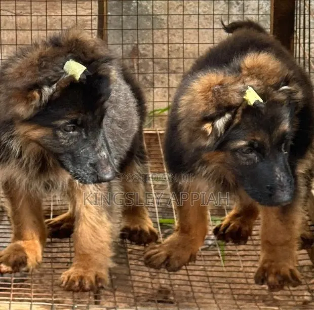 1-3 months Male Purebred German Shepherd · Photo 1