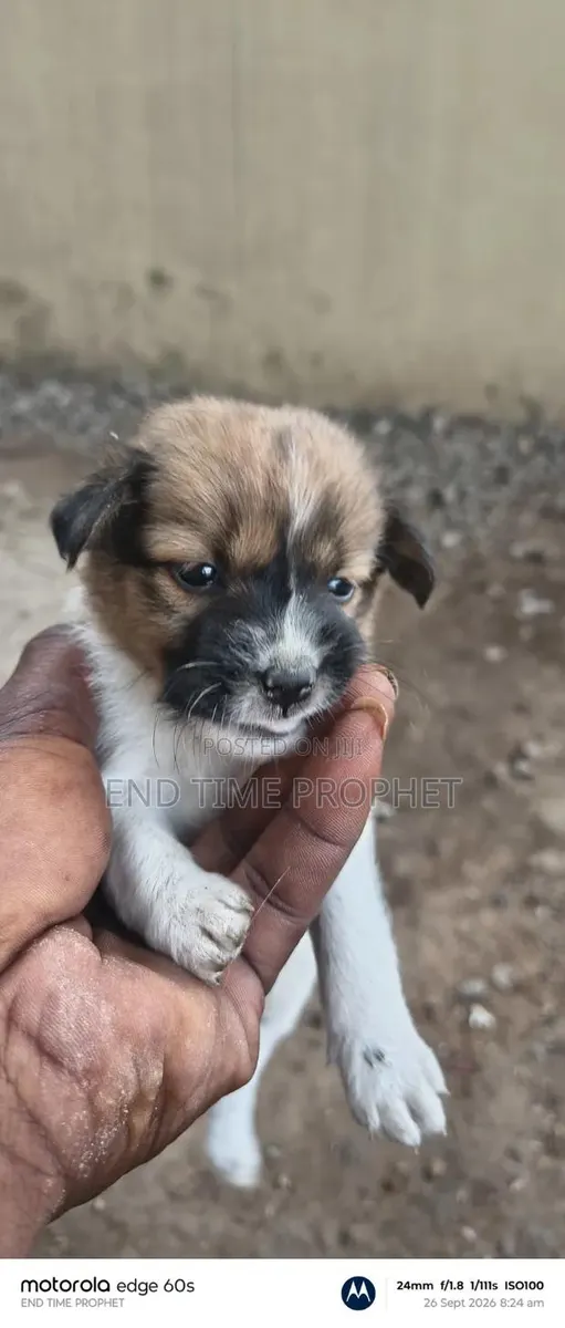 1-3 months Male Mixed Breed Dog · Photo 4