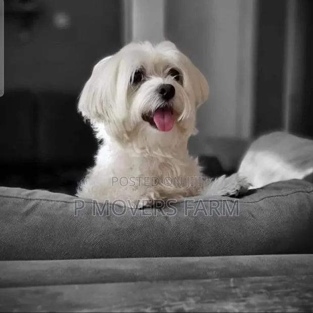 1-3 months Male Purebred Maltese · Photo 1