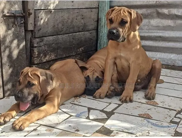 1-3 months Female Purebred Boerboel · Photo 1