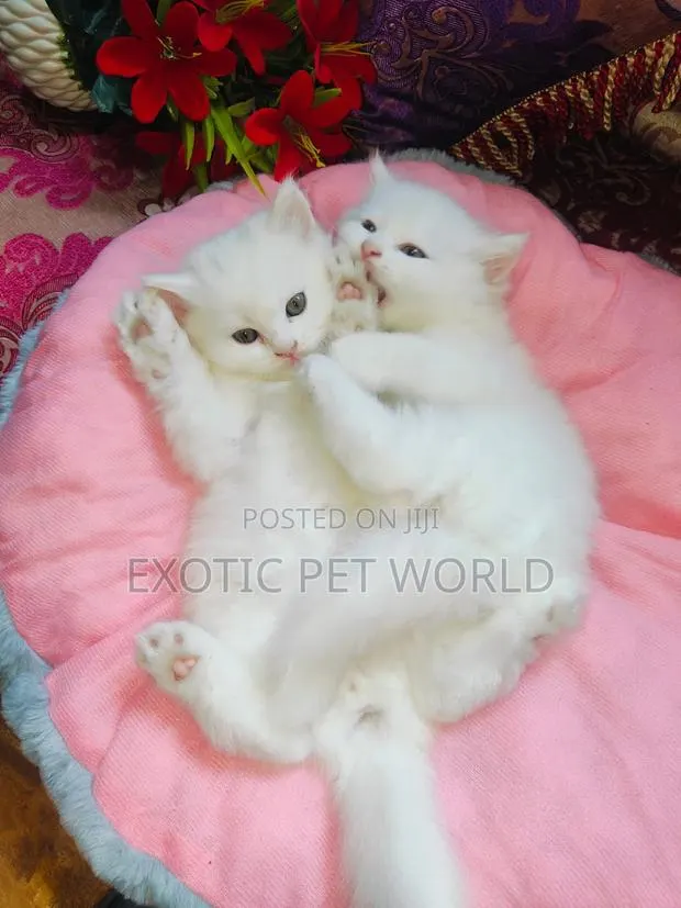 1-3 months Male Purebred Persian · Photo 1