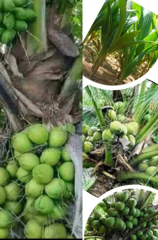 Unmerited Giftag Coconut Seedlings · Photo 4