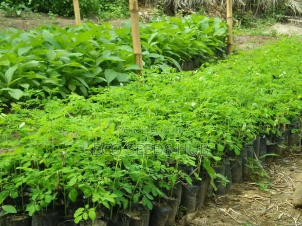 Moringa Seedlings · Photo 1