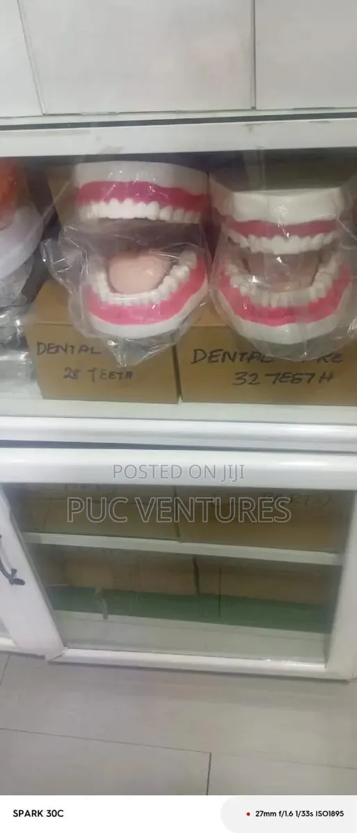 Teeth Model · Photo 1