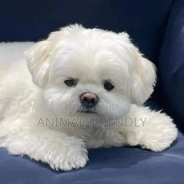 1-3 months Female Purebred Poodle · Photo 1