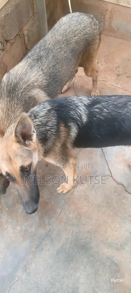 6-12 months Female Purebred German Shepherd · Photo 1