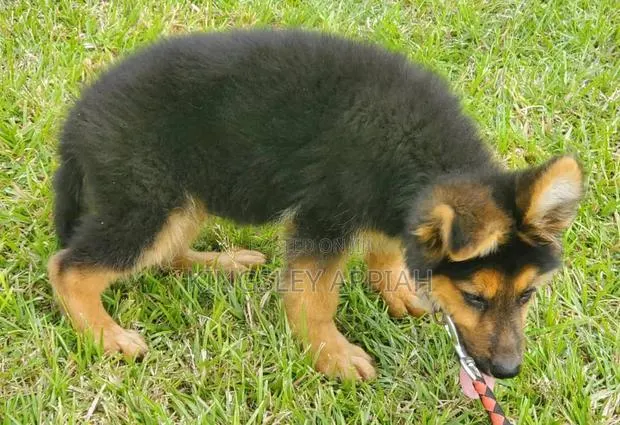 1-3 months Male Purebred German Shepherd · Photo 1