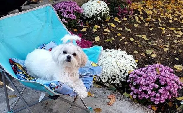 1-3 months Male Purebred Poodle · Photo 1