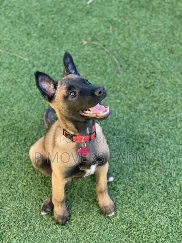 1-3 months Female Purebred Belgian Malinois · Photo 1