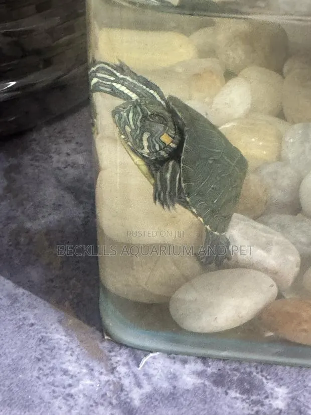 Aquarium Turtles · Photo 4