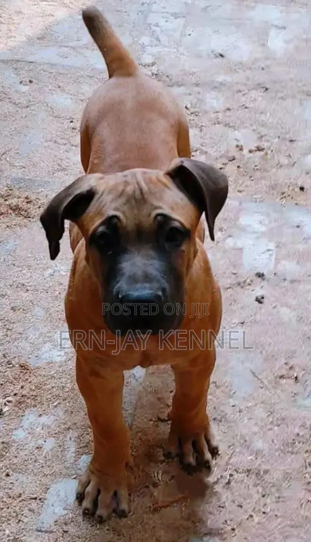 3-6 months Male Purebred Boerboel · Photo 1