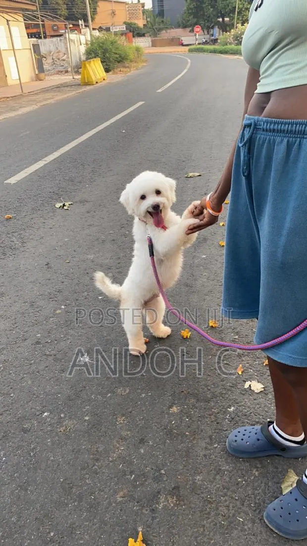 Pet Services · Photo 1