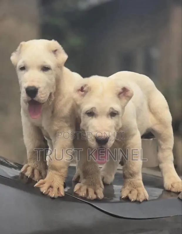 1-3 months Female Purebred Dogo Argentino · Photo 1
