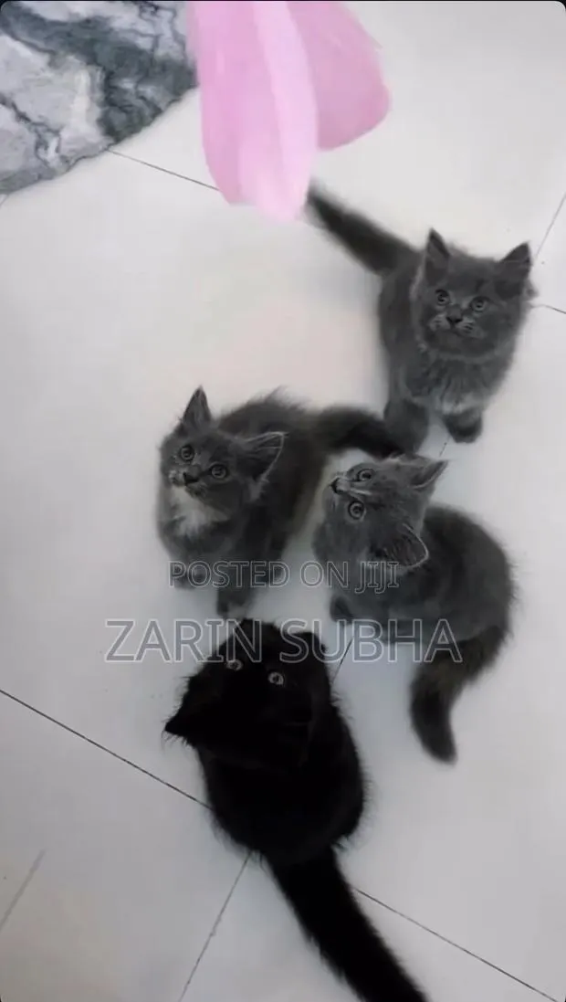 1-3 months Male Mixed Breed Maine Coon · Photo 4