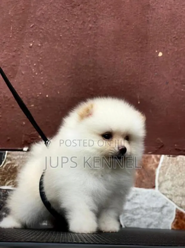 1-3 months Female Purebred Pomeranian · Photo 1
