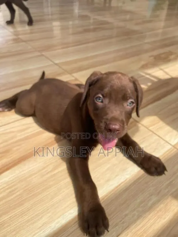 1-3 months Male Purebred Labrador Retriever · Photo 2