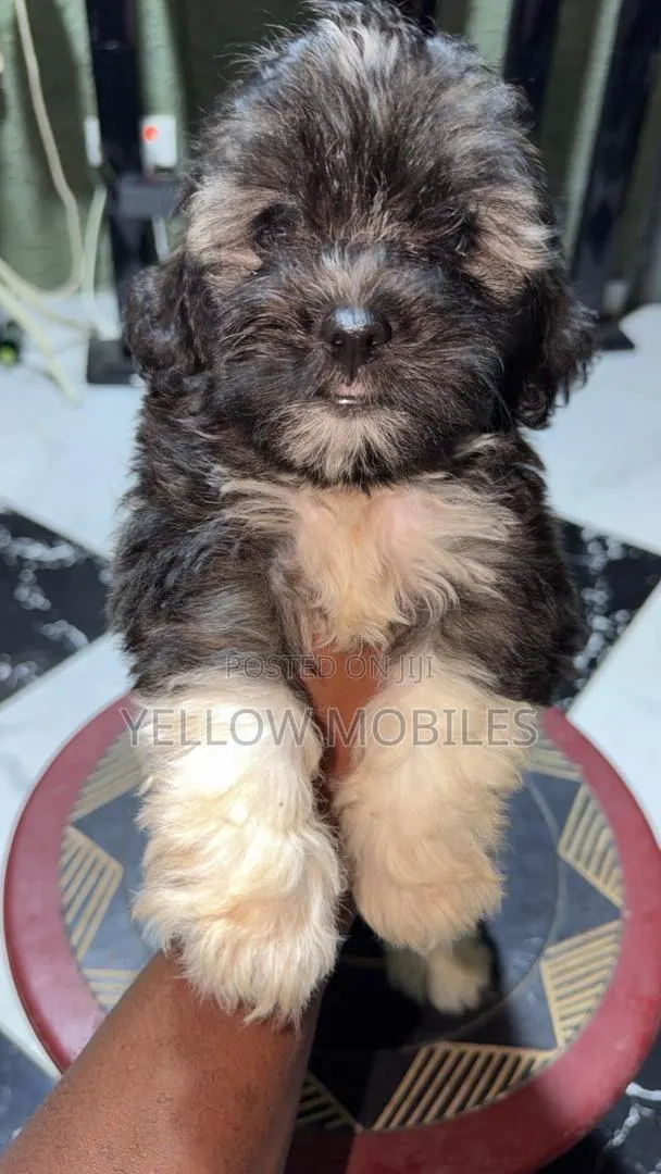 1-3 months Male Purebred Poodle · Photo 1