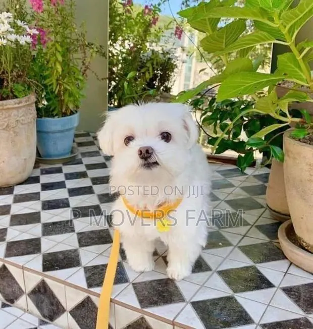 1-3 months Male Purebred Poodle · Photo 1