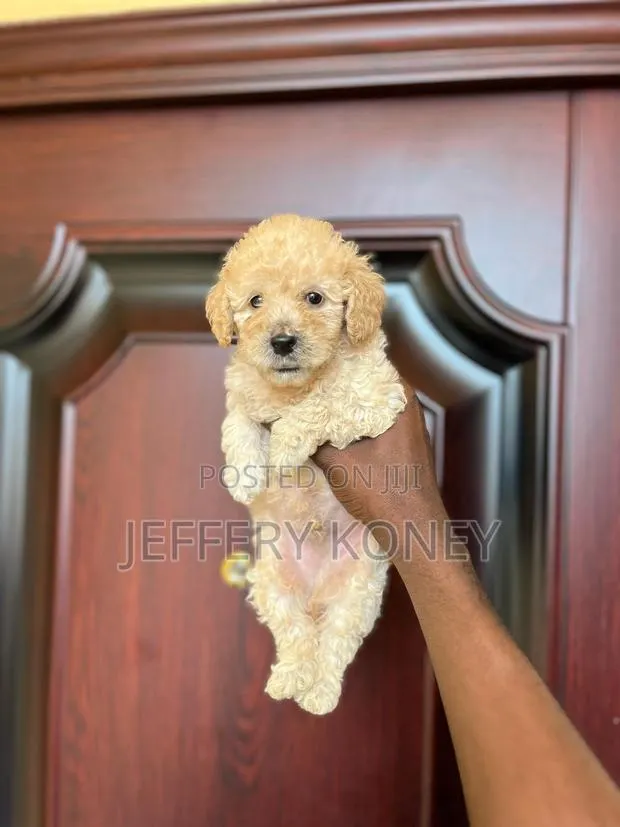 1-3 months Male Purebred Poodle · Photo 1