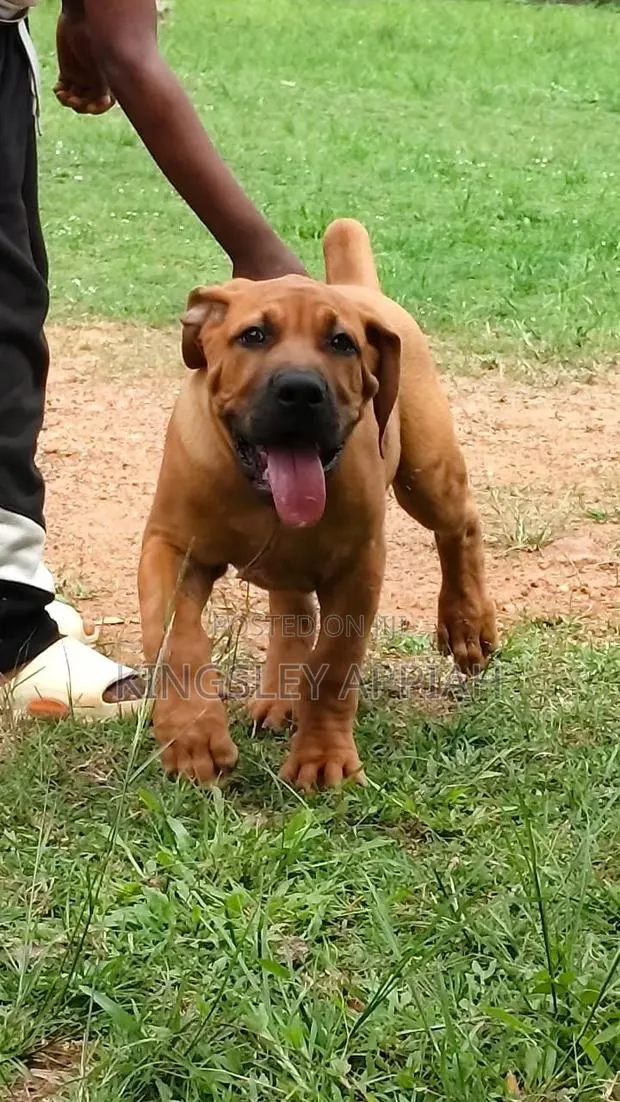 1-3 months Female Purebred Boerboel · Photo 1