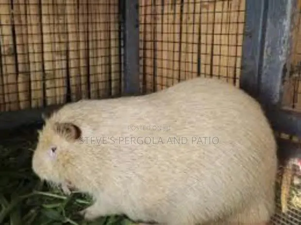 Matured Male Albino Grasscutter for Crossing