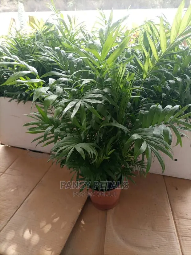 Palour Palm for Sale · Photo 1