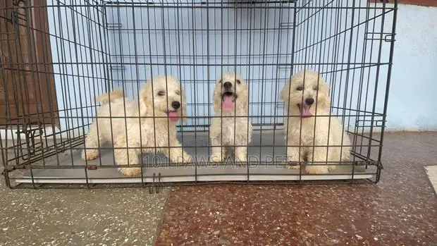 1-3 months Male Purebred Poodle · Photo 1