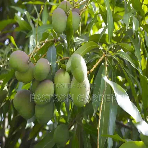 Dwarf Apple Mango Seedlings · Photo 4